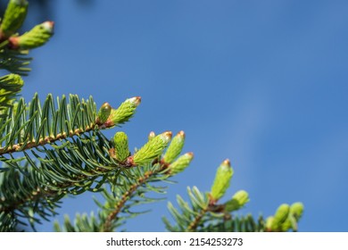 Young spruce shoots, spruce sprouts closeup, on a blue sky background, natural remedy, spruce branches with needles, alternative medicine, copy space, springtime. High quality photo