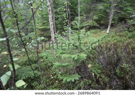 Young spruce tree with dense crown among forest plants. Soft light adds calm autumn forest mood.