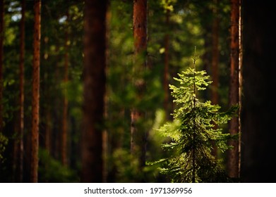 Young spruce tree (Picea abies) in sunlight among pine tree trunks. Focus on spruce tree, shallow depth of field. - Powered by Shutterstock