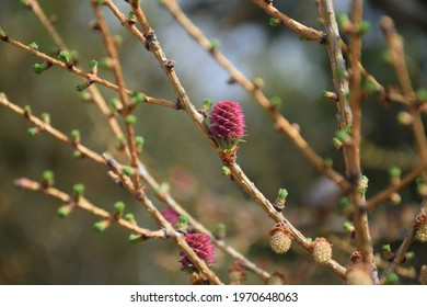 young spruce tree sprouts in spring