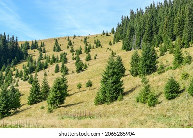 Young Spruce Trees On A Grassy Hillside