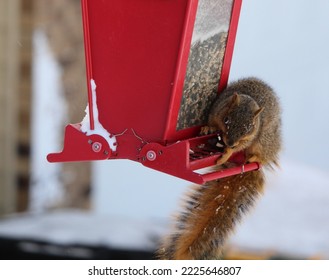 Young squirrel feeding at birdfeeder on a snowy day - Powered by Shutterstock