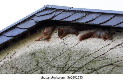 Young Squirrel At House Wall