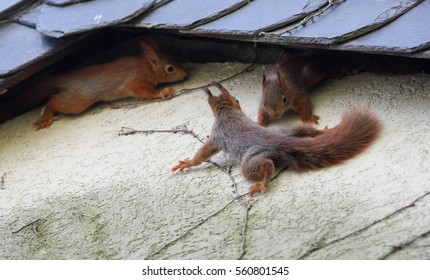 Young Squirrel At House Wall