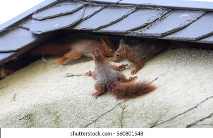 Young Squirrel At House Wall