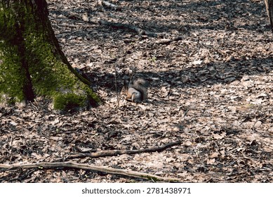 A young squirrel jumps through a spring forest on a cloudy day
