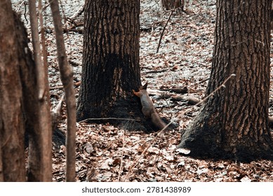 A young squirrel jumps through a spring forest on a cloudy day