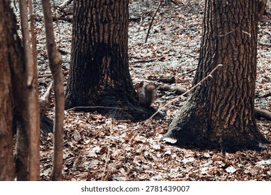 A young squirrel jumps through a spring forest on a cloudy day