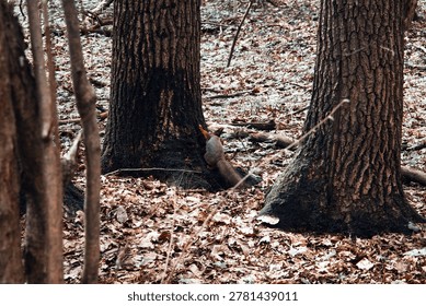 A young squirrel jumps through a spring forest on a cloudy day