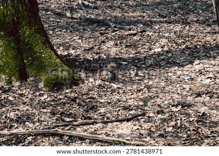 A young squirrel jumps through a spring forest on a cloudy day
