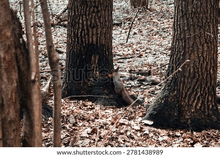 A young squirrel jumps through a spring forest on a cloudy day