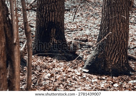 A young squirrel jumps through a spring forest on a cloudy day