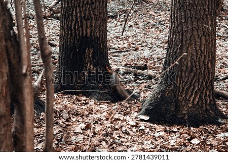 A young squirrel jumps through a spring forest on a cloudy day