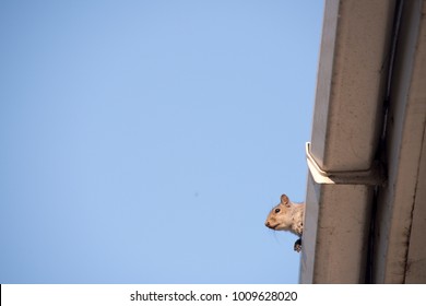 A Young Squirrel On The Roof: Peeking Over The Gutter As It Leaves Its Nest In The Attic Of My House. Urban Wildlife, Sheffield, UK