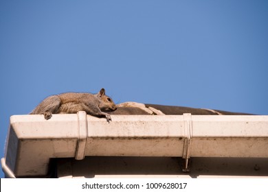 A Young Squirrel On The Roof: Running Along The Gutter As It Tries To Leave The Nest In The Attic Of My House. Urban Wildlife, Sheffield, UK