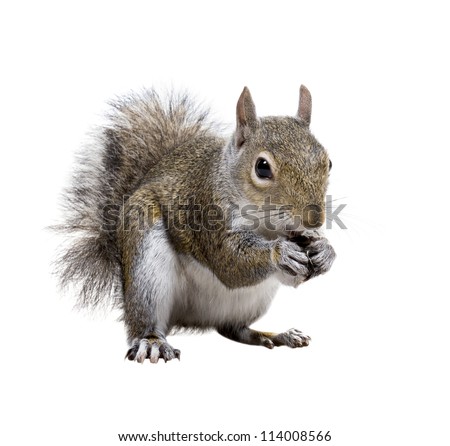Young squirrel with shells of sunflower seeds on a white background