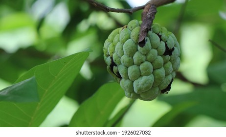 Annona Images, Stock Photos & Vectors | Shutterstock