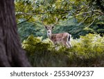 young stag at deer park, Kent 