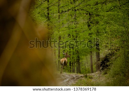 Similar – A little deer stands in the forest