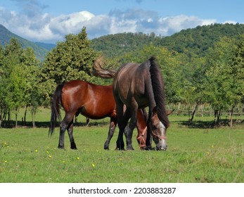 Young Stallions On Grassland Up Close. Two Horses Outdoors Grazing On A Bright Beautiful Day With Blue Sky. Green Pasture With Treeline And Mountain Tops In The Background. Tranquil Rural Scene.