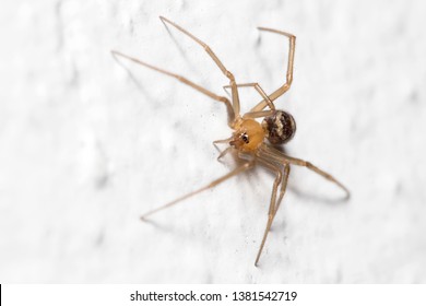 Young Steatoda Grossa Spider Walking On Stock Photo 1381542719 ...