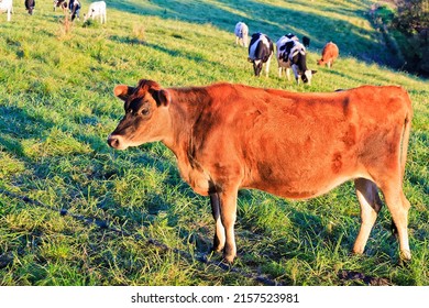 Young steer brown bull on a pasture of cultivated agriculture fam in Bega Valley of Australia.
