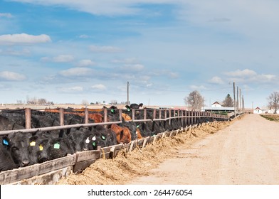 Young Steers Being Fattened For Beef At A Feedlot In Central Colorado, USA.