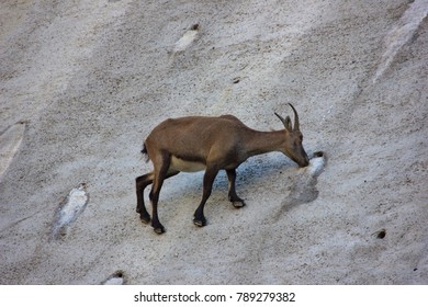 Young steinbock licking mineral salt on Barbellino dam in the Orobie Alps, Bergamo, Italy
