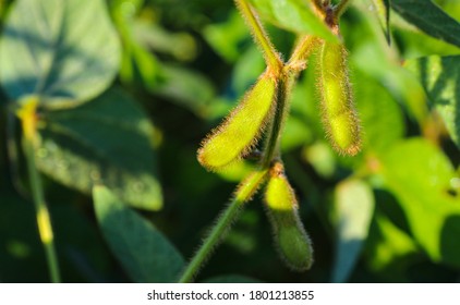 Young, still green soybean plantation, close up. Soybean plant. Soybean pods. Soybean field. Sunny summer day. Agriculture, the concept of a good harvest. - Shutterstock ID 1801213855
