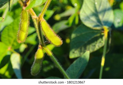Young, still green soybean plantation, close up. Soybean plant. Soybean pods. Soybean field. Sunny summer day. Agriculture, the concept of a good harvest. - Shutterstock ID 1801213867