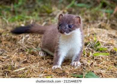 Young Stoat Grass Stock Photo 2121448379 | Shutterstock