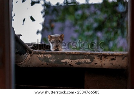 A young stone marten sits in a gutter with peeling paint and looks through the window to the camera