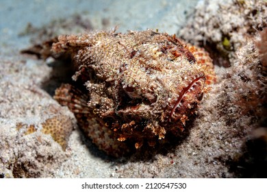 Young stonefish nestles on the seabed