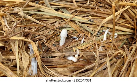 Young Straw Mushroom. Indonesian Country Side People Eat It As Tradisional Food