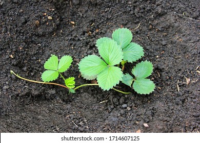 Young strawberry bush after watering. Vegetation and breeding in the springtime. New generation of the seedling. The plant shoot  - Shutterstock ID 1714607125