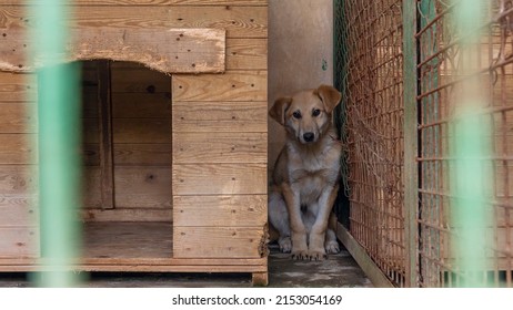 A young stray dog sits between a kennel and a net in a dog shelter. In the foreground, the grid is out of focus. Homeless dog in cages. Beautiful sad small dog sadly looking through cage sad eyes. - Shutterstock ID 2153054169