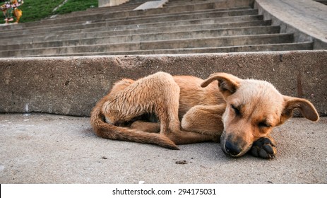 Young stray dog sleeping
