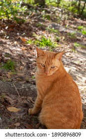 Young Stray Yellow Cat Looking Over His Shoulder Cautiously