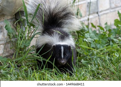  Young striped skunk (Mephitis mephitis) near the human dwelling  - Shutterstock ID 1449668411