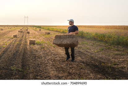 Young And Strong Farmer Throw Hay Bales In A Tractor Trailer - Bales Of Wheat At Field 