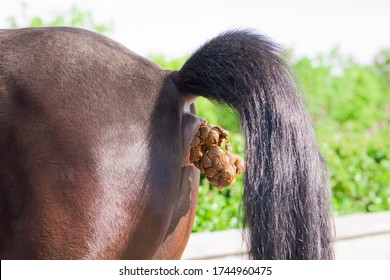 A young strong horse stands in the Park and defecates profusely with large poop. Horse poop pollutes the Park area. Animal defecation close-up.