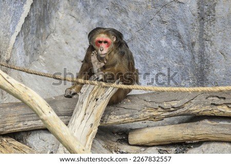 Young Stump-tailed Macaque, also called the Bear Macaque, near the tree in Thailand