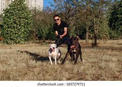 Young stylish man walks with his dogs in the park. White Staff Terrier and Black Pit Bull pull their owner, who keeps them on a leash. Fighting dogs are excellent protection for their owner