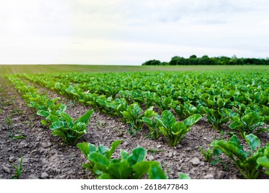 Young sugar beet field under cloudy sky