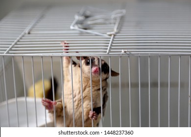 A young sugar glinder in the bird cage.