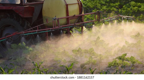 Young sunflower plants in field spraying, agriculture in spring, tractor with equipment