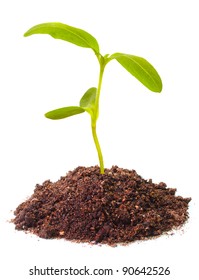 Young Sunflower Seedling Growing In A Soil.