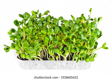 346 Micro Green Sprig Images, Stock Photos & Vectors | Shutterstock