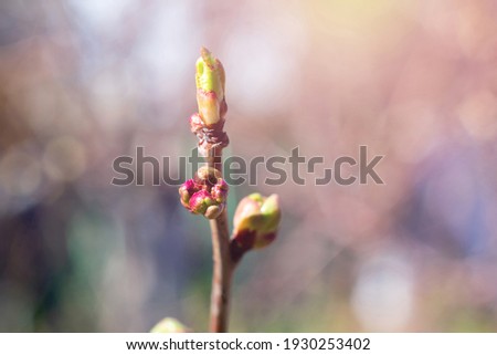 Young sunlit straight thin twig of cherry tree ready to bloom. Green burgeons of cherry bush leaves on blurred background with bokeh effect
