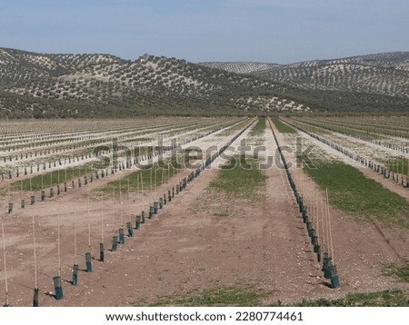 Young super-intensive olive plantation, you can see the small stakes aligned forming geometric figures and in the background an olive grove. young seedlings of olive tree